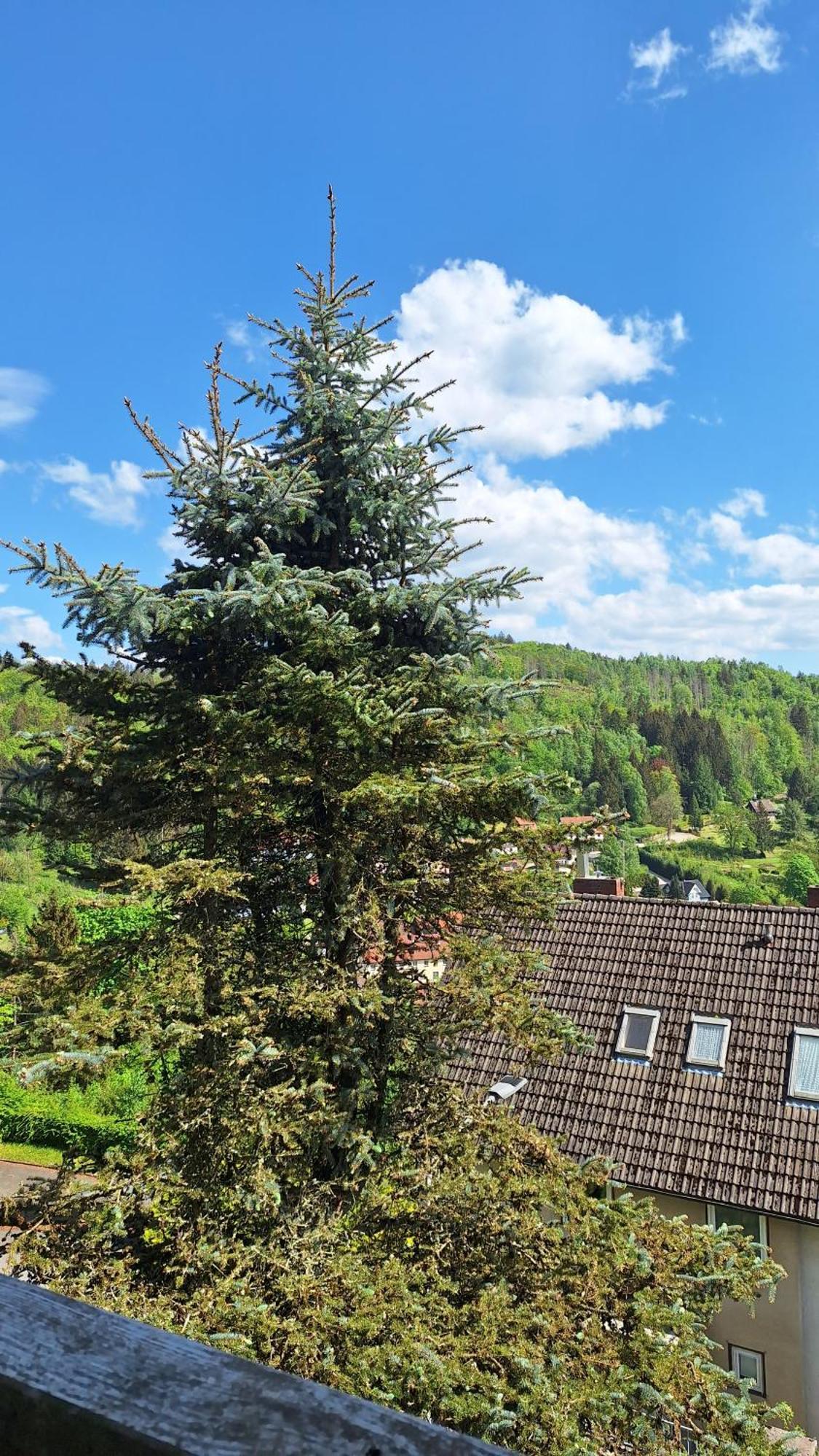 Ferienwohnung Haus Westharz Goslar Bad Grund Exterior foto